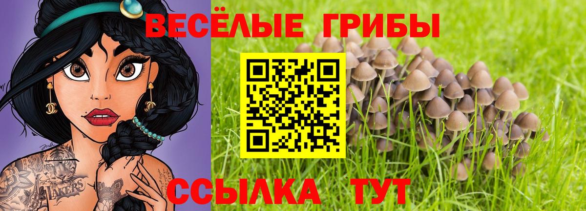 Псилоцибиновые грибы Psilocybe Богородицк